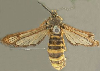 Media type: image;   Entomology 26356 Aspect: habitus dorsal view